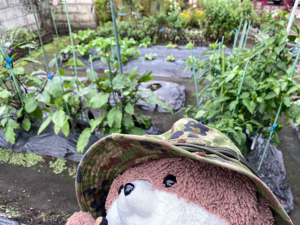 カワミちゃんはおかあさんの実家の青森県にやって来たよ！涼しいかと思ったらわりと暑かったよ。三枚目と四枚目の写真は、おばあちゃんがやってる畑と、畑から採れたカボチャだよ🎃