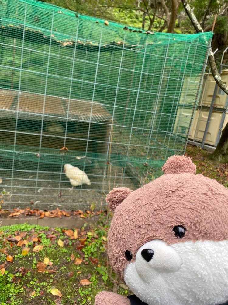 カワミちゃんだよ。昨日のお写真の続きだよ。神社の入口に、何故か身長を測る場所があったから測ってみたよ。やっぱり60センチ超えてるよ😆隣には烏骨鶏がいたよ。
最後の写真は昨日、近所のケーキおじさんが持って来てくれたケーキだよ🍰