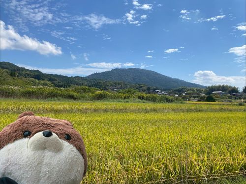 奈良県天理市と桜井市にまたがる、山辺の道っていうハイキングコースに行ってきたよ。16kmの起伏のある道を時々走ったりしたから、おかあさんはヘトヘトになっていたよ。三枚目の写真は、山道で見つけた天然のなめこだよ。大きさにビックリしたよ‼️
