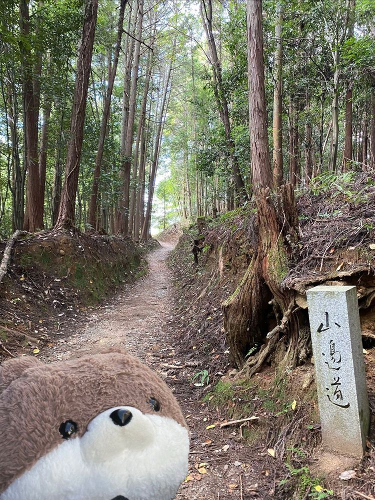 奈良県天理市と桜井市にまたがる、山辺の道っていうハイキングコースに行ってきたよ。16kmの起伏のある道を時々走ったりしたから、おかあさんはヘトヘトになっていたよ。三枚目の写真は、山道で見つけた天然のなめこだよ。大きさにビックリしたよ‼️