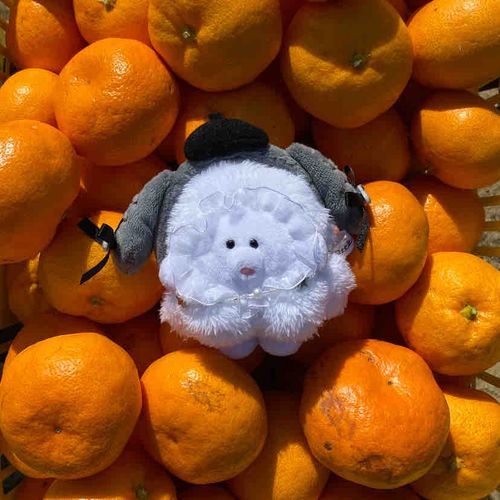 みかんのいい匂い！🍊