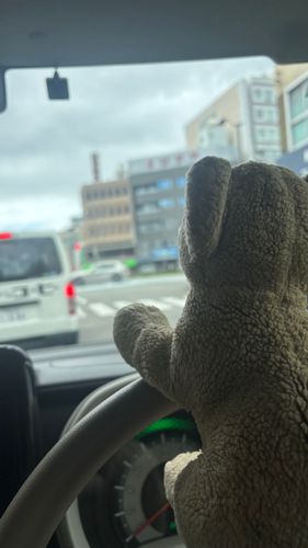 お船の旅では毎日寄港地がかわるから、パパがレンタカーを借りてくれてるよ🚢
たまにはちょこちが運転してあげるの！ぶんぶーーん！🚗 ³₃