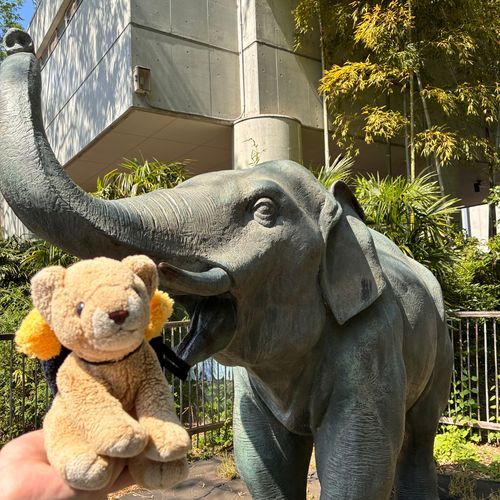 わわ〜 ちょこち食べられちゃう！サバンナではママ🦁とパパ🦁が守ってくれたけど、今のママ👧🏻‎とパパ👦🏻じゃ負けちゃうよー
ちょこちがつよいらいおんにならなきゃ