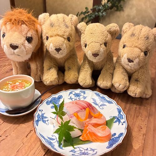 今回のきょうと旅行は妹弟ライオンたちも連れてきたの！紹介するね
右から次女チョコクッキー、長女チョコチップ(ちょこちだよ！)、三女チョコミント、1番年下長男のレオだよ！みんなよろしくね🦁🦁🦁🦁