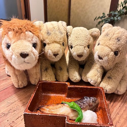 きょうとと言えば！の西京焼きだよ〜🐟ちょこちたちはおにくの方が好きだけど、このお魚も美味しいねぇ🦁