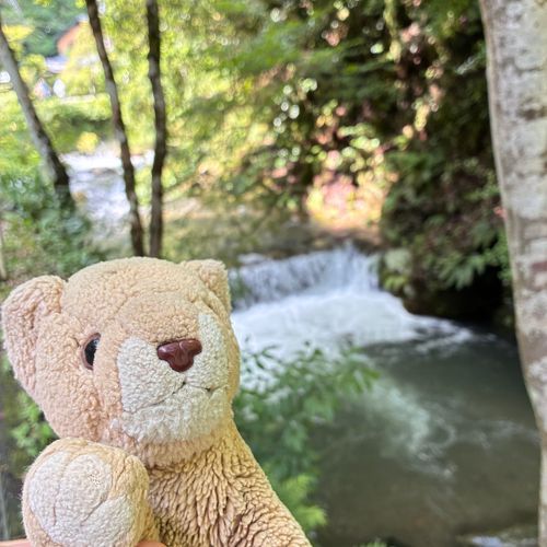 みんな久しぶり〜ちょこちだよ🦁
ママが旅行で忙しくて全然投稿出来なかったよ〜
京都二日目はこんなところに行ってきたの💧🌳🍃みんなどこかわかるかな？