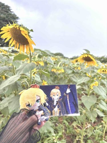 あめふってて ひまわりのげんき なさそうだったね