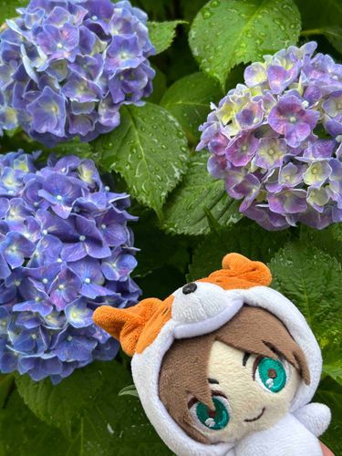 わんことあじさい
今年はちょっと🟣っぽい