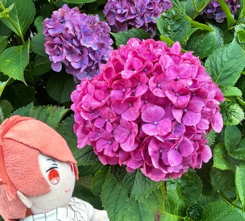紫陽花きれいだね〜