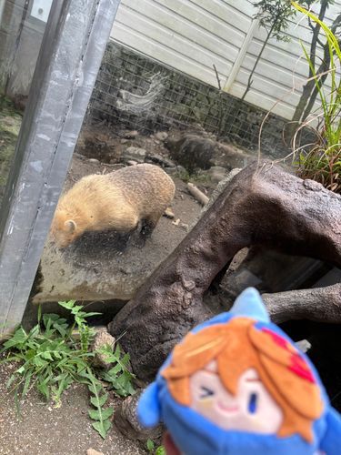 🐳団子ちゃん「ﾀﾇｷｻﾝﾀﾞﾖ！」