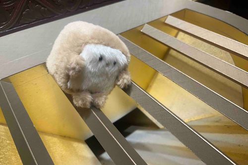 おさいせん に された ぱんです