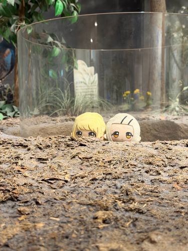 ひょこっ