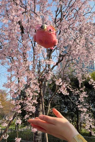 こんにちは！ちっちゃいフラミンゴの「コミンゴ」です！
今日は桜を見てきたよー！ぽーん！
