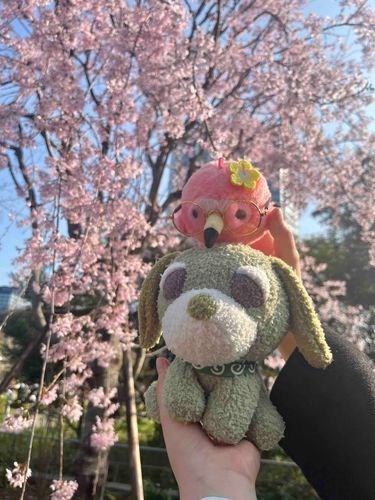 お友達のお茶犬も一緒！
グロリアは大きくて外に連れて行くのが大変だから、ぼくが代わりにお出かけです！