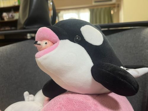 ちいちゃいぼく、ぎんのすけ号に搭乗！えへへん！

🦩「今からぼくの指示で動くことねー！」
🫍「あむあむあむ……なんだってー？」