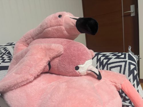 お盆ってやつで「じっか」に帰ったよー！
久しぶりに行ったら、めっちゃでかーーい仲間がいた！！！！！！これは、シンボクを深めてる途中🦩🦩
