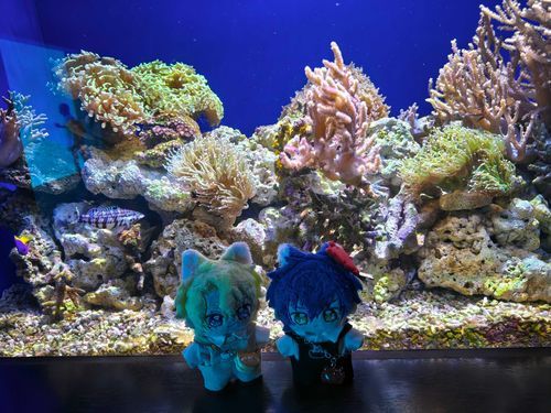 水族館に行ってきたね♪°･🐠
カラフルなサンゴ礁と魚さんがいて綺麗だったねっ🪸✨️