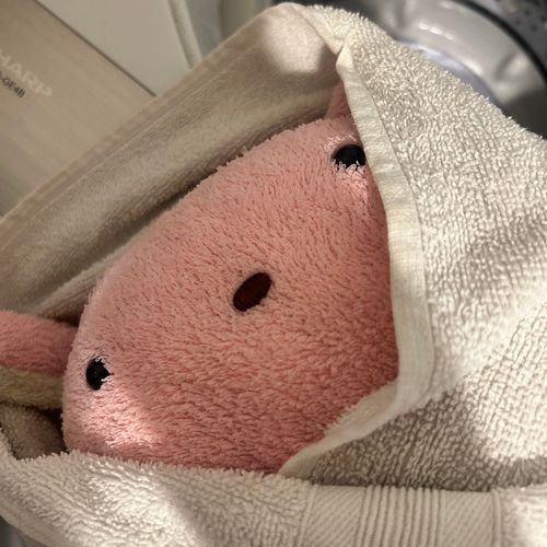 うーちゃんきょうはお風呂にいれてもらったの!ひさしぶりのお風呂すっきりしたな♡でもねねたんは、洗剤の香りよりうーちゃんに染みついた香りがすきなんだって…