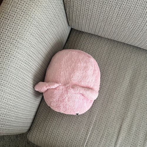うーちゃんはお布団によくいるけどたまにソファに座ってるときもあるよ⭐︎