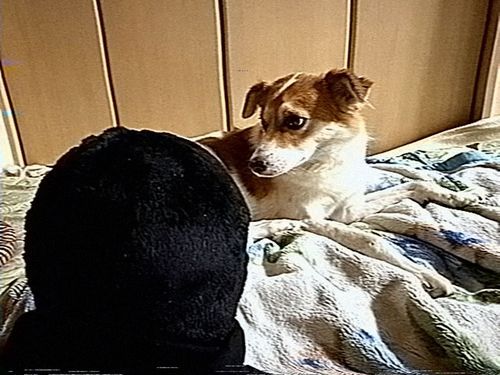 犬さんを見つめる桜子くん(｡・‧̫・｡)

🌸 ＜ こんにちは、こんばんは。犬さん、僕桜子です。よろしくです、ですです。
…なんか警戒されている、ぼく顔怖いですか？どうしたらいい？
わんわん、犬の神よ、ぼくにご加護を