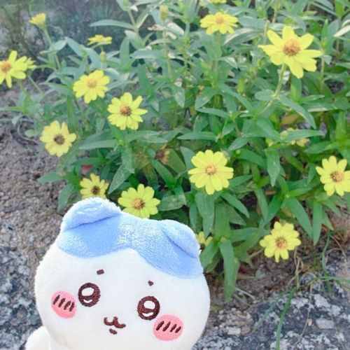 きいろもあったよッ