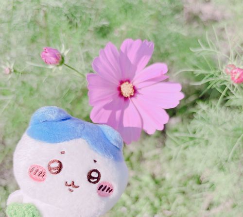まだちょっとだけ早かったみたい、コスモス