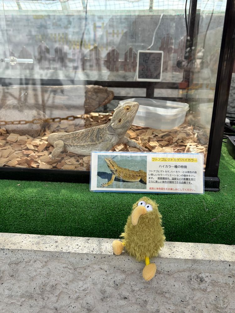 今日は熱帯植物園に行ったういん。南国〜♪
なんか木の上にいる！
トカゲはおとなしくて可愛かったういん♪