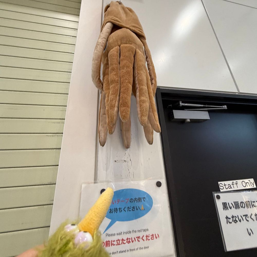 今日は朝からお出かけういん。
市電で駅まで〜♪
もう市電乗るのも慣れたういん♪
函館駅には何故かイカがぶら下がってたういん。
さて、木古内線に乗るよ〜♪