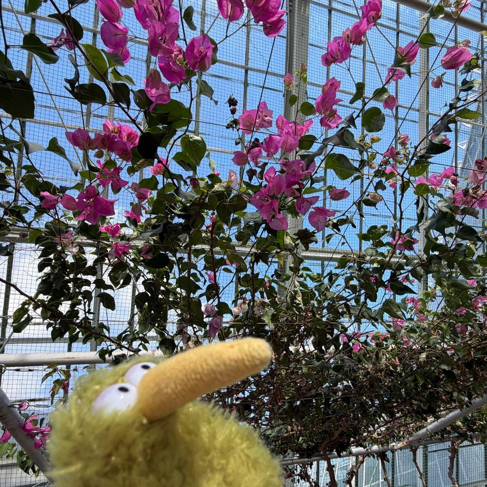今日は熱帯植物園に行ったういん。南国〜♪
なんか木の上にいる！
トカゲはおとなしくて可愛かったういん♪