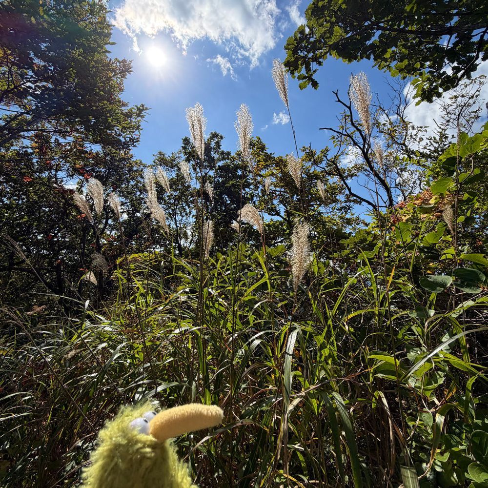 今日は函館山に登ったういん♪
ロープウェイで楽々。
ハイキングは相棒のふくろうに運ばれて楽々ういん♪
とても天気が良かったういん☀️