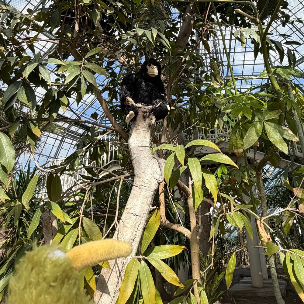今日は熱帯植物園に行ったういん。南国〜♪
なんか木の上にいる！
トカゲはおとなしくて可愛かったういん♪
