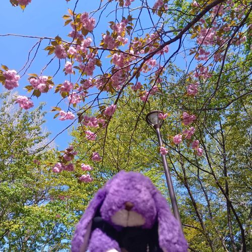 せんしゅうのしゃしんだよ
さっぽろはまださくらがみれるところがおおいよ