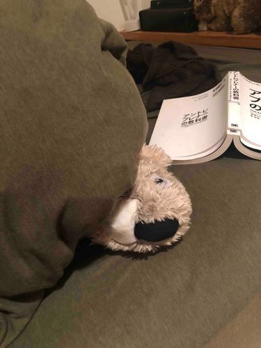 難しい本を読んだら、眠くなってきちゃった💤おやすみ〜