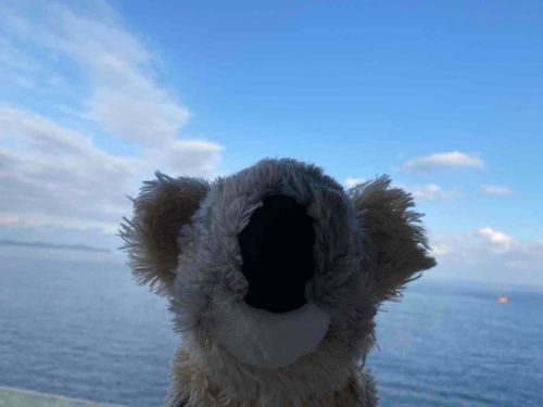 こあら熱海に来たよ