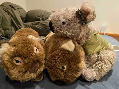 ウォンバットにぐでーん。
ふかふかで癒される〜🐨
