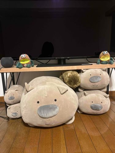 テレビの下をお家にしてるウォンバットたち( ⸝⸝⸝¯  ¯⸝⸝⸝ )