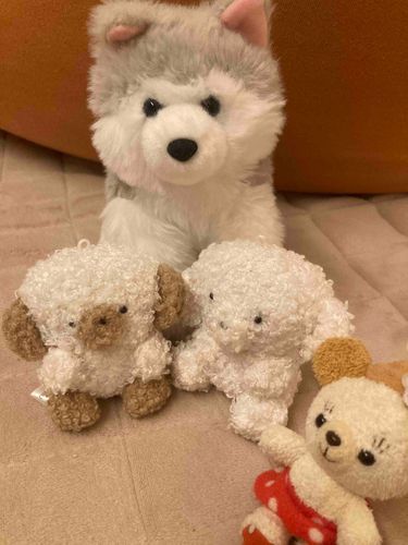 わが家にワンちゃん2匹仲間入りしたよ♡左から、ラティとプティだよ♡ハスちゃんもうれしそう！ピンプよりも大きいワンちゃん3匹！