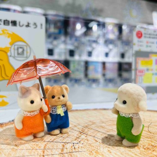 🐑｢今日は雨降ってないよー！｣