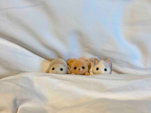 ふかふかのお布団で良い目覚め！
