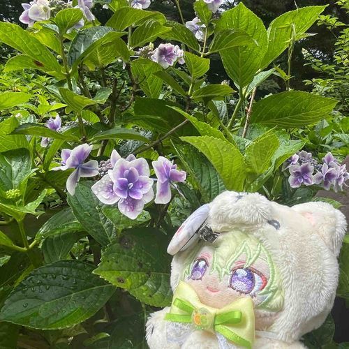 かわいい紫陽花だったね💖
ひよのお目目と同じだね～🫶🏻✨