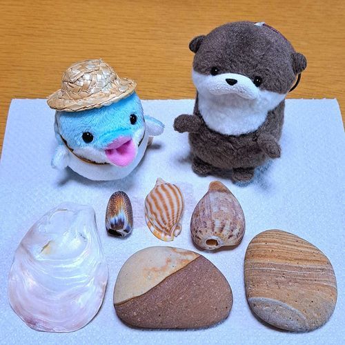 おきにいり！
かいがら かわいい
きれいな いし！