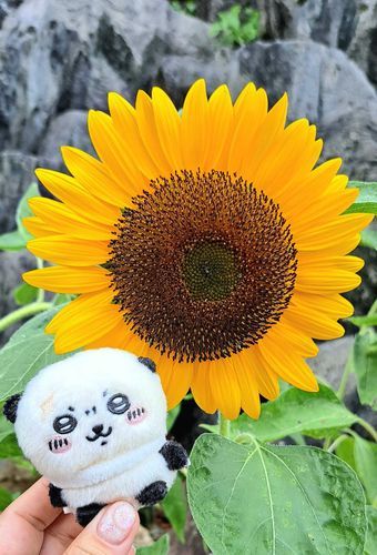 🌻