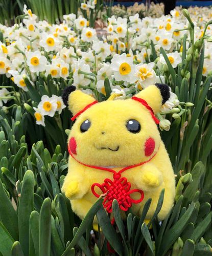 Pikachu with Narcissus (水仙) 🌼🌼🌼💕