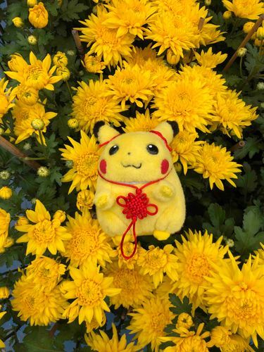 Pikachu loves Chrysanthemums (菊)🌼❤️