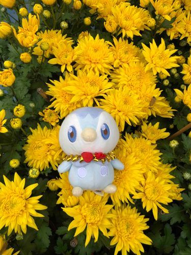 Piplup with Chrysanthemums (菊)🌼❤️