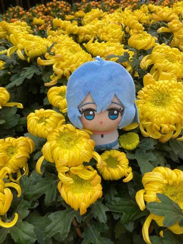 Runa in Chrysanthemums Field (菊)🌼