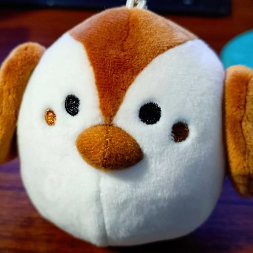 イクスカすずめ in 関東