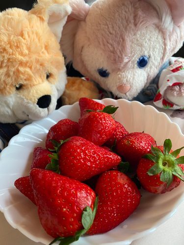 🦊🍓「皆様、ごきげんよう。今日はいちごといなりくんとでおやつ紹介をしますわ！」
🦊🍚「きょ、今日はままさんのおばあちゃんがイチゴを貰って来てくれたよ…。大きくて真っ赤で美味しそう…。」

🦊🍓「こんなに大きいイチゴは久しぶりだから私も嬉しくなっちゃったわ🤭💕
すごぉーく美味しかった🥹💕💕」
🦊🍚「甘くて程よい甘酸っぱい味が丁度良かったよ…？また食べたいけどイチゴは季節的に今年最後かな…？」