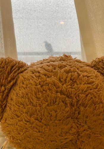 🧸「こんにちは！にゅういん6にちめのくま太郎とままなの🧸✨
きょうはね、ままとびょうしつからそとながめていたらハトさんとまったの！！🕊
こうふくのハトさんならいいなぁ、いいことありますよーに！(-人-)✨

あとね、あとね。あしたのさいけつでたいいんびきまるかもなんだって！😳
ひんけつとじんぞうのすうちしんぱいだけどなにもありませんよーに！！(-人-)💦💦」