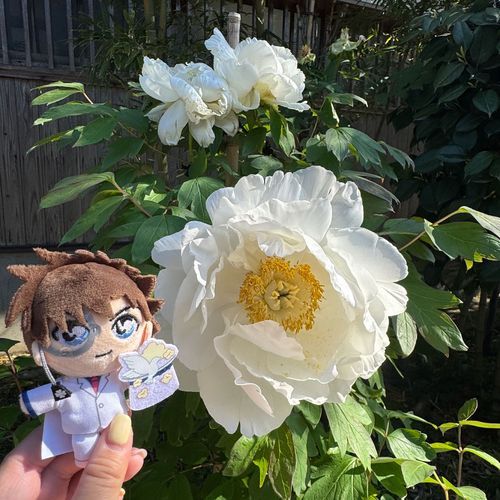 キッド様とお花🤍